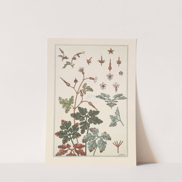 Geranium sauvage by Maurice Pillard Verneuil