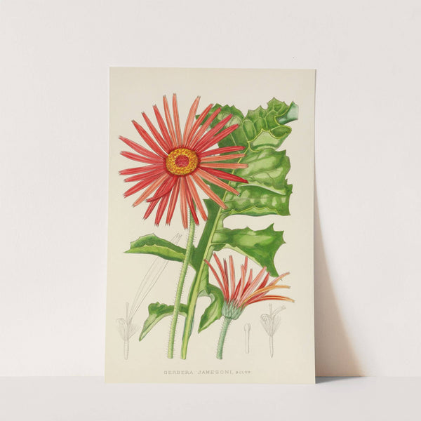 Gerbera Jamesoni by Illtyd Buller Pole-Evans