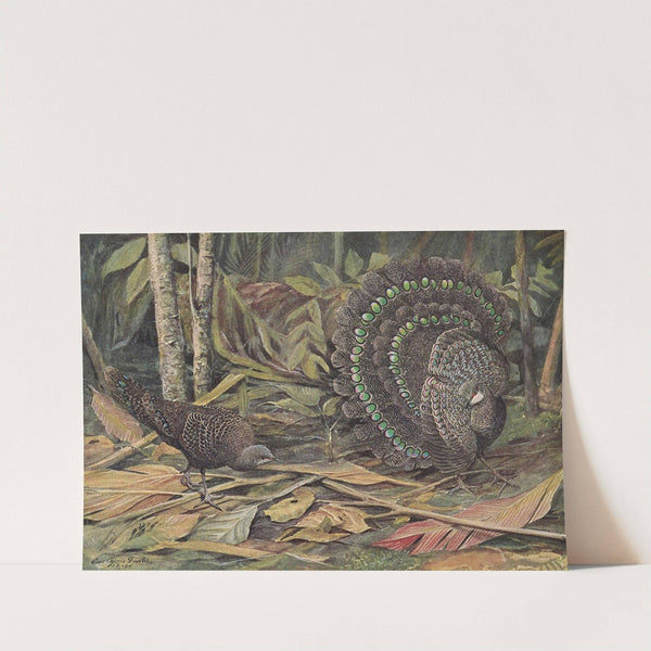 Germain's Peacock Pheasant by Louis Agassiz Fuertes