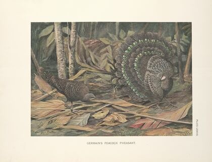 Germain’s Peacock Pheasant (Polyplectron bicalcaratum germaini). (1918-1922)