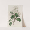 Germander-leaved Spiroea by Sydenham Edwards
