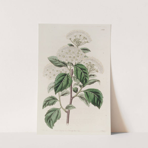 Germander-leaved Spiroea by Sydenham Edwards