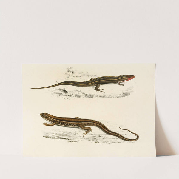 Gerrhosaurus Bibroni, Gerrhosaurus Typicus by Sir Andrew Smith