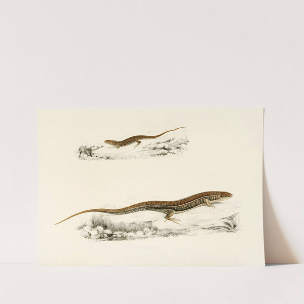 Gerrhosaurus Flavigularis (Adult, Young) by Sir Andrew Smith