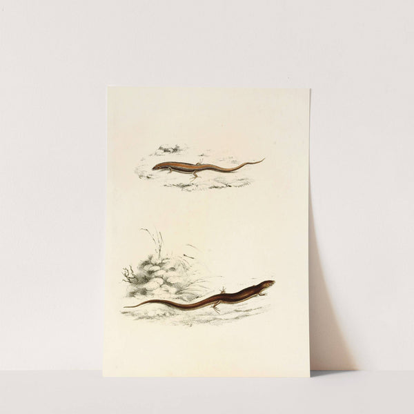 Gerrhosaurus Sepiformis, Gerrhosaurus Subtessellatus by Sir Andrew Smith