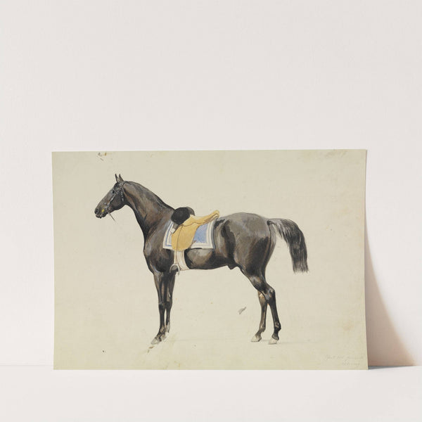 Gesattelter Rappe, im Profil nach links stehend by Feodor Dietz