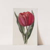 Gesner's Tulip by Sydenham Edwards