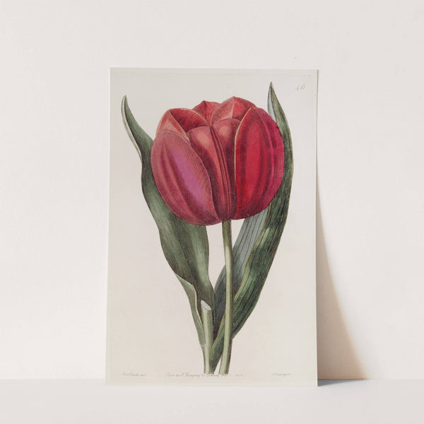 Gesner's Tulip by Sydenham Edwards