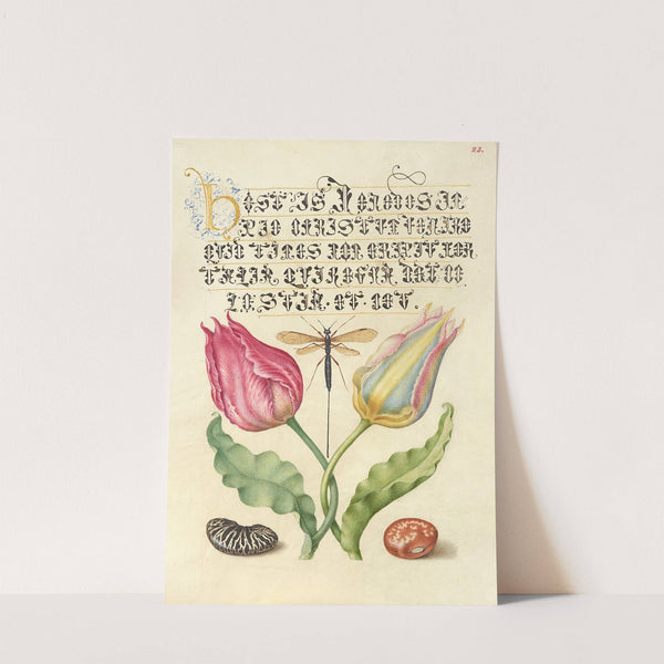 Gesner’sTulip, Ichneumon Fly, Kidney Bean, and Scarlet Runner Bean (1561–1596) by Joris Hoefnagel