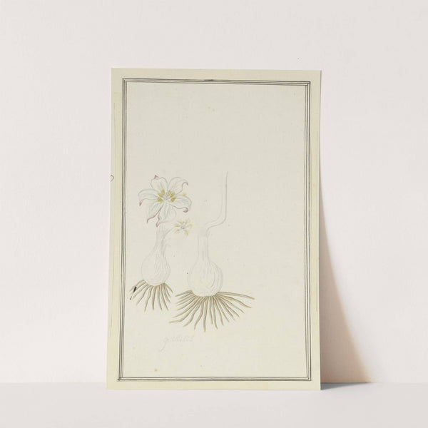 Gethyllis sp. (Kukumakranka) by Robert Jacob Gordon