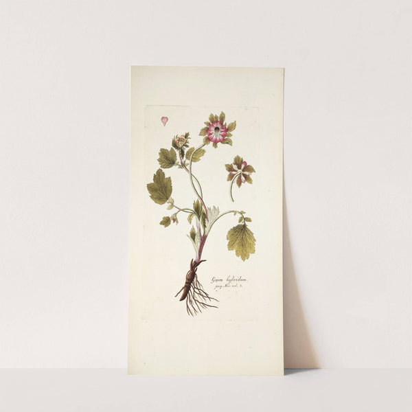 Geum hybridum by Nikolaus Joseph Freiherr von Jacquin