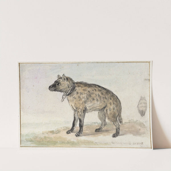 Gevlekte hyena (1767 - 1769) by Aert Schouman
