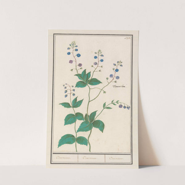 Gewone ereprijs of gamander-ereprijs (Veronica chamaedrys) Teuerium. Teuerium. Teucrium (1596-1610) by Anselmus Boëtius de Boodt