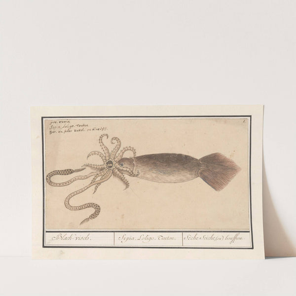 Gewone pijlinktvis (Loligo vulgaris) Black-visch. Sepia. Loligo. Teuton. Sèche seiche, (ou) bouffrou (1596-1610) by Anselmus Boëtius de Boodt