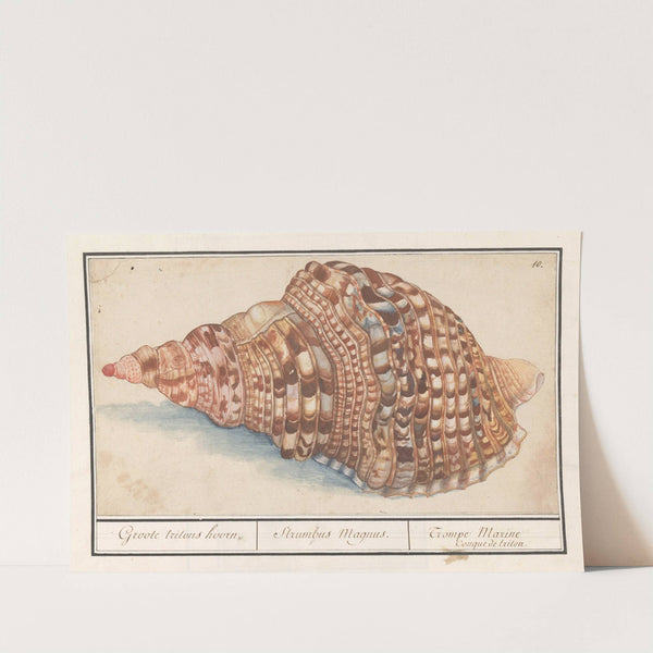 Gewone tritonshoren (Charonia tritonis) Groote tritons hoorn. Strumbus Magnus. Trompe Marine Conque de triton (1596-1610) by Anselmus Boëtius de Boodt