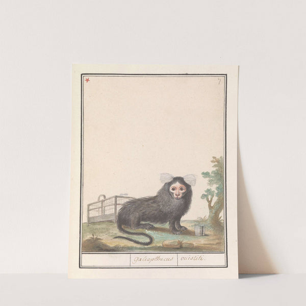 Gewoon penseelaapje of witpluimoeistitie (Callithrix jacchus) Galeopithecus ouistiti (1596-1610) by Anselmus Boëtius de Boodt