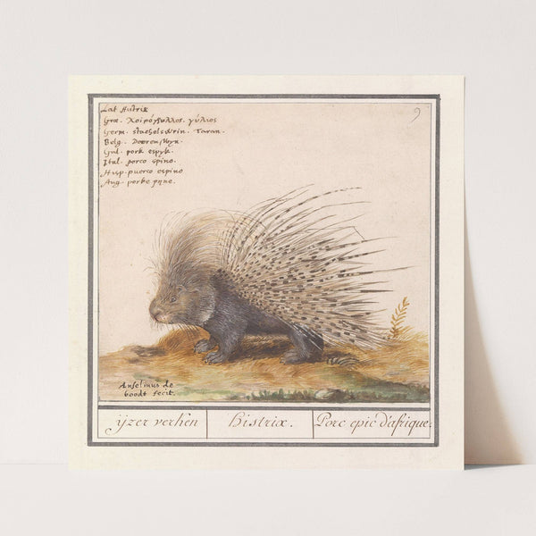Gewoon stekelvarken (Hystrix cristata) ijzer verken Histrix. Porc epic d’afrique (1596-1610) by Anselmus Boëtius de Boodt