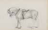 Gezadeld paard