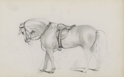 Gezadeld paard