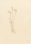 Ghostpipe (Thalesia uniflora) (1920)