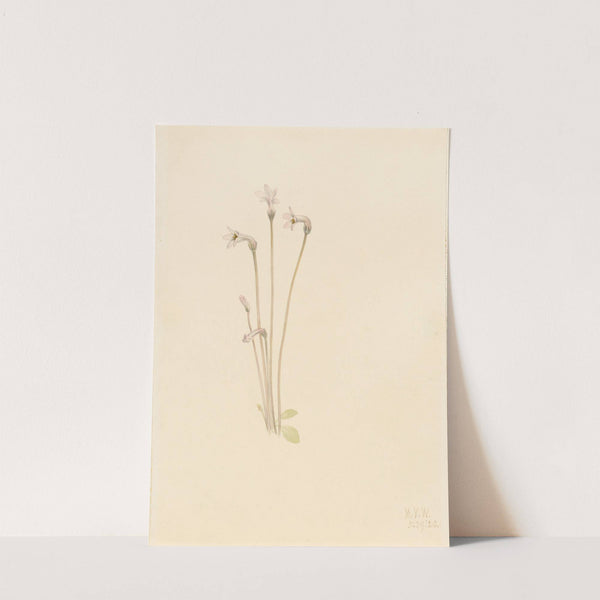 Ghostpipe (Thalesia uniflora) (1920) by Mary Vaux Walcott