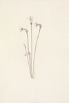 Sagebrush Mariposa. Calochortus macrocarpus