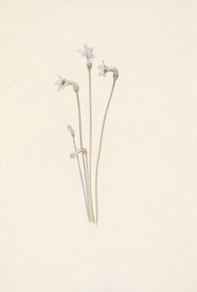 Sagebrush Mariposa. Calochortus macrocarpus