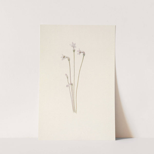 Ghostpipe. Thalesia uniflora (1925) by Mary Vaux Walcott