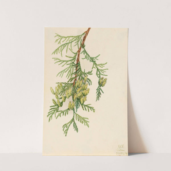 Giant Arborvitae (Thuja plicata) (1923) by Mary Vaux Walcott