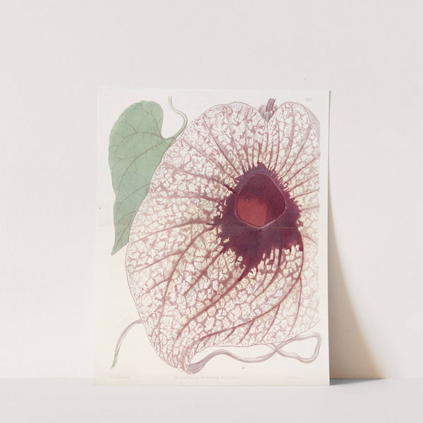 Giant Birthwort by Sydenham Edwards