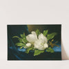Giant Magnolias on a Blue Velvet Cloth (c. 1890) by Martin Johnson Heade