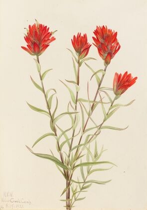 Giant Red Paintbrush (Castilleja miniata) (1921)
