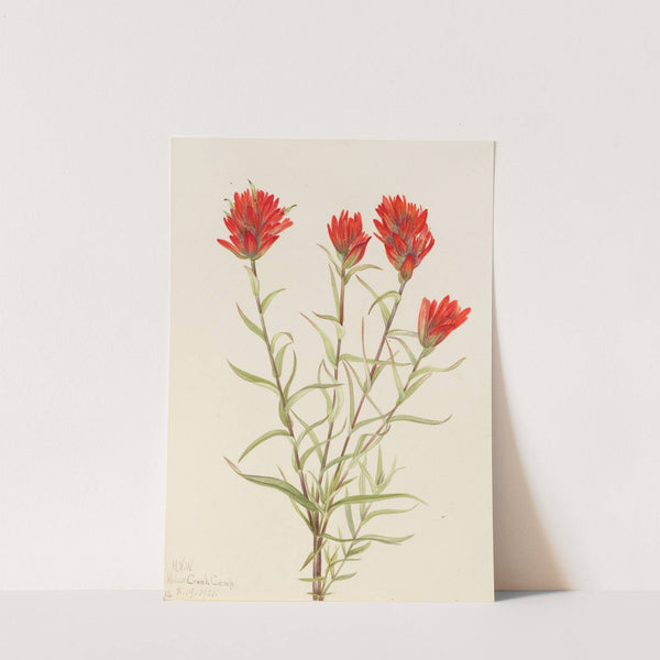 Giant Red Paintbrush (Castilleja miniata) (1921) by Mary Vaux Walcott