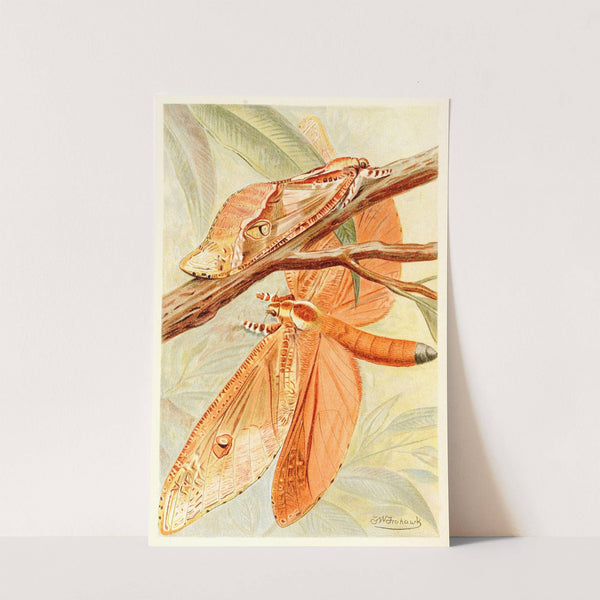 Giant Swift Moth by Frederick William Frohawk