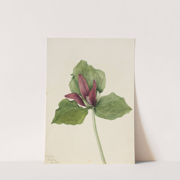 Giant Trillium (Trillium chloropetalum) (1921) by Mary Vaux Walcott