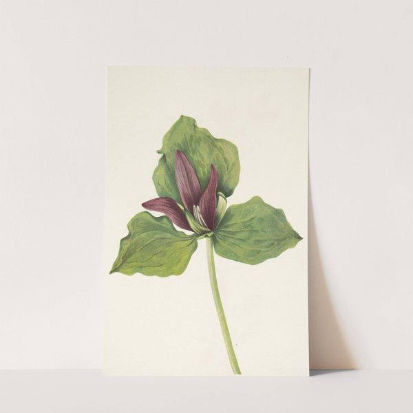 Giant Trillium. Trillium chloropetalum (1925) by Mary Vaux Walcott