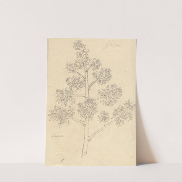 Gibara by Luigi Balugani