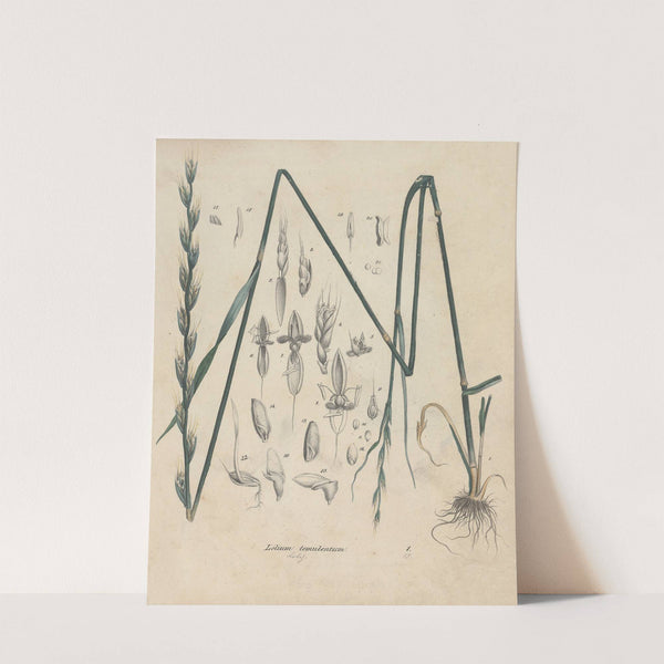 Giftpflanzen-Buch Pl.01 (1845) by Friedrich Berge