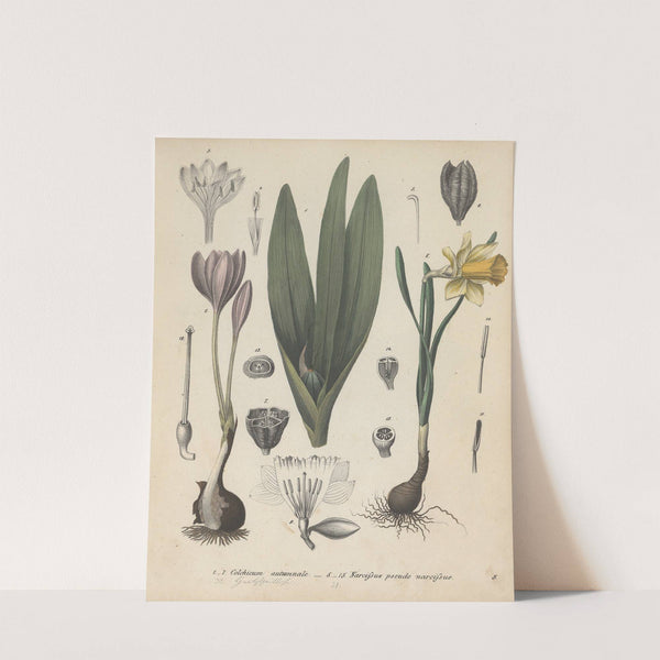 Giftpflanzen-Buch Pl.03 (1845) by Friedrich Berge