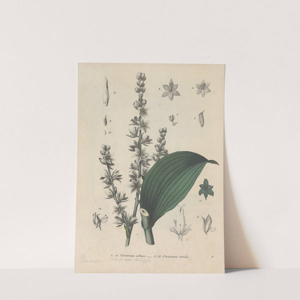 Giftpflanzen-Buch Pl.04 (1845) by Friedrich Berge