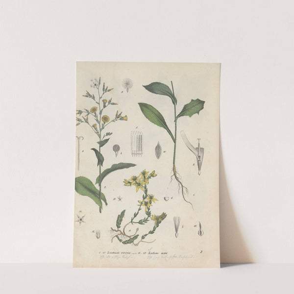 Giftpflanzen-Buch Pl.07 by Friedrich Berge