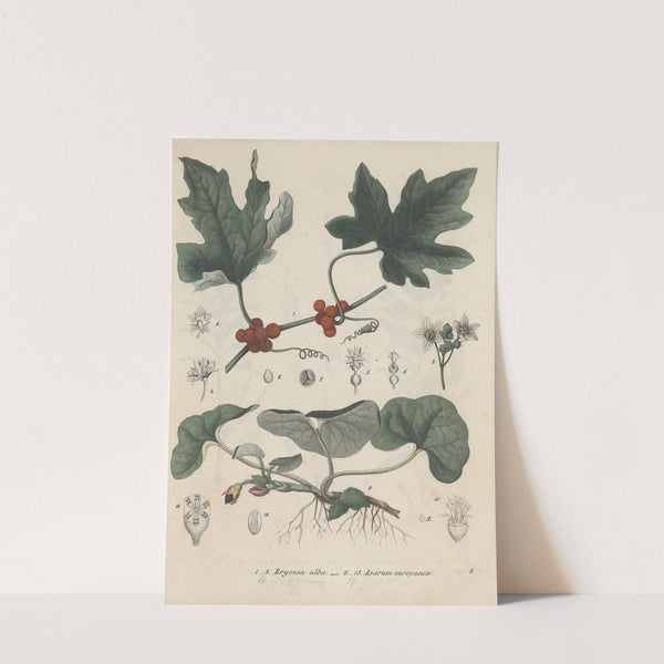 Giftpflanzen-Buch Pl.08 by Friedrich Berge