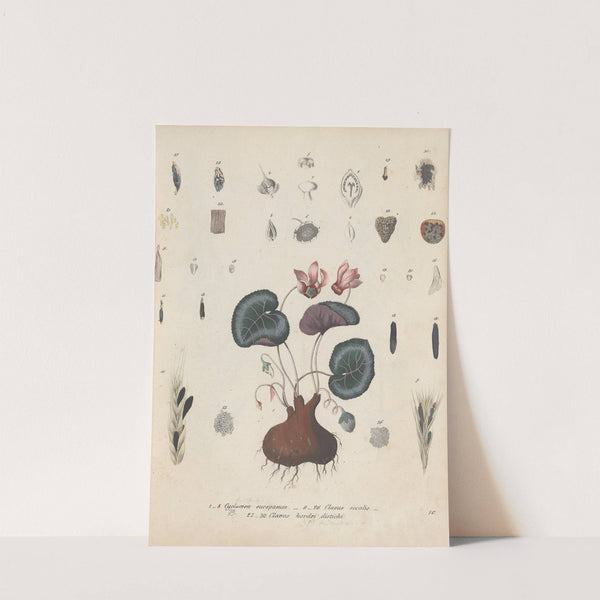 Giftpflanzen-Buch Pl.10 by Friedrich Berge