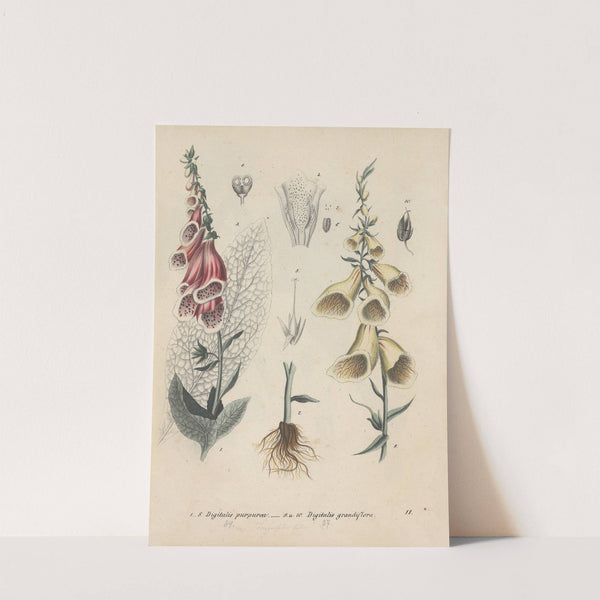 Giftpflanzen-Buch Pl.11 by Friedrich Berge