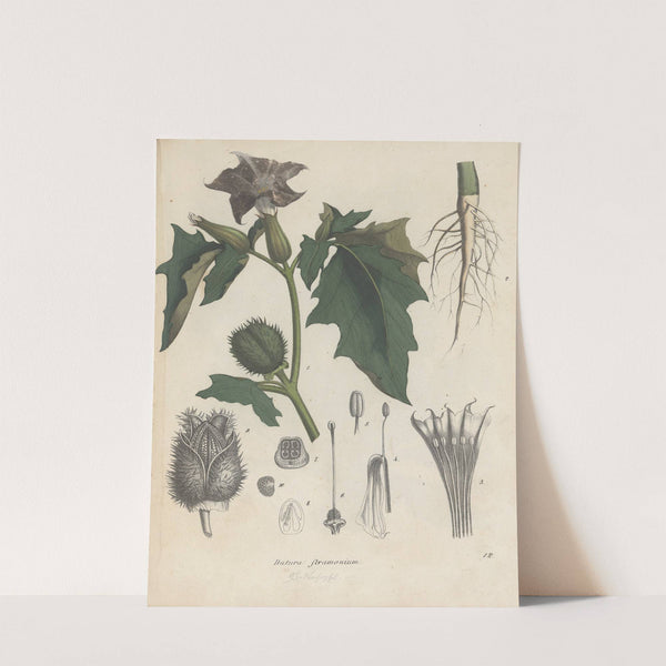 Giftpflanzen-Buch Pl.12 by Friedrich Berge