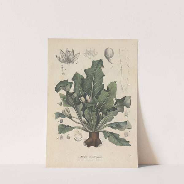 Giftpflanzen-Buch Pl.13 by Friedrich Berge