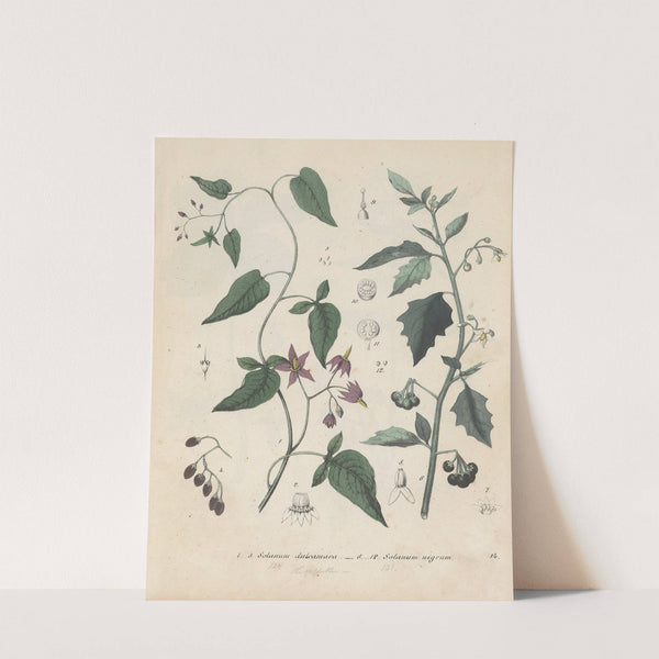 Giftpflanzen-Buch Pl.14 by Friedrich Berge