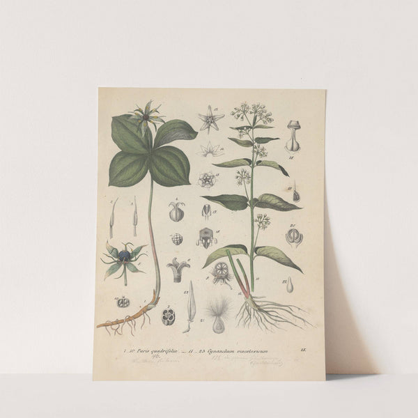 Giftpflanzen-Buch Pl.15 by Friedrich Berge