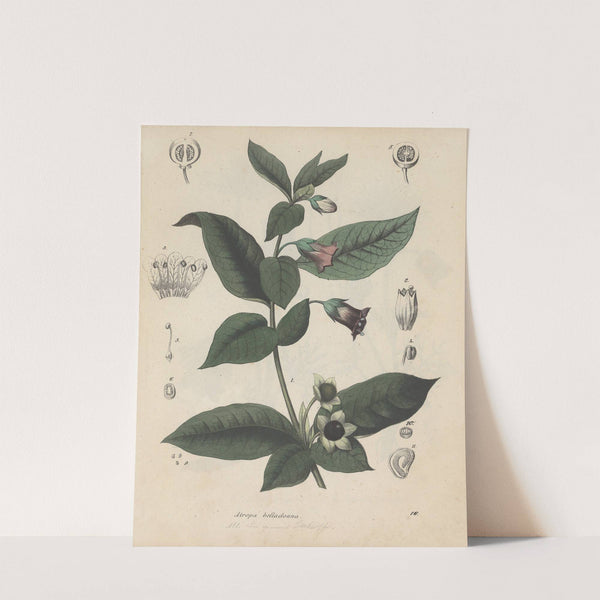 Giftpflanzen-Buch Pl.16 by Friedrich Berge