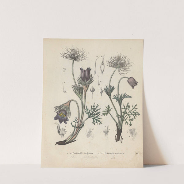 Giftpflanzen-Buch Pl.17 (1845) by Friedrich Berge